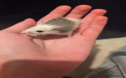 Mouse rodents for sale: Super tame handled African soft fur mice  - Image 26