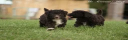 Spanish Water Dog dogs for sale: Spanish water dog  - Advert 24