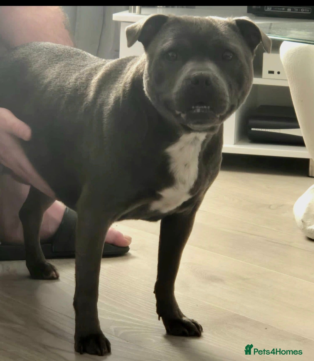 Staffordshire Bull Terrier dogs for sale: 5 staffordshire bull terrier puppies  - Advert 13