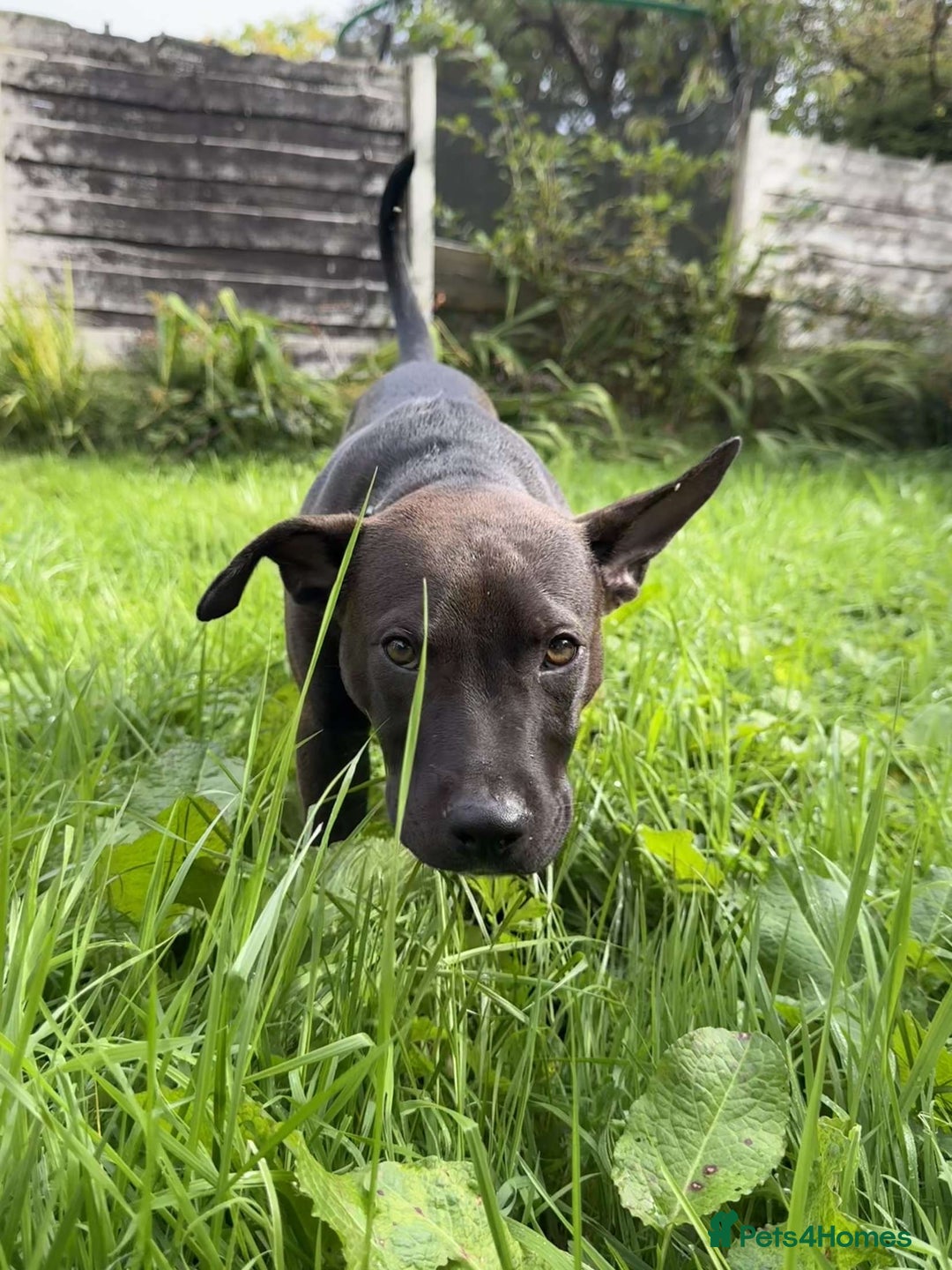 Mixed Breed dogs for sale: Coco canine  - Image 8