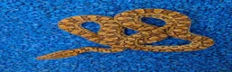 Boa Snake reptiles for sale: Argentina Rainbow Boa's - Advert 3