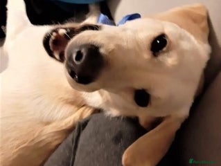 Labrador Retriever dogs Stunning Labrador retriever - Advert 1