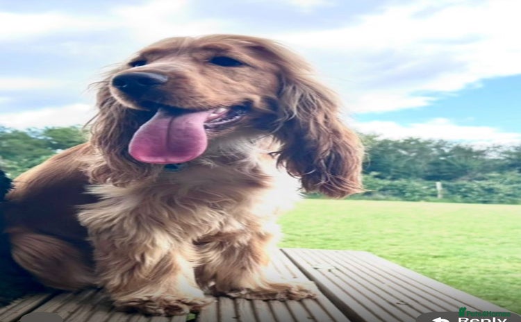 Cocker Spaniel dogs - Advert 1