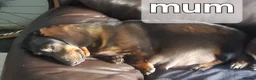 Dachshund dogs for sale: Dachshunds puppies - Advert 19