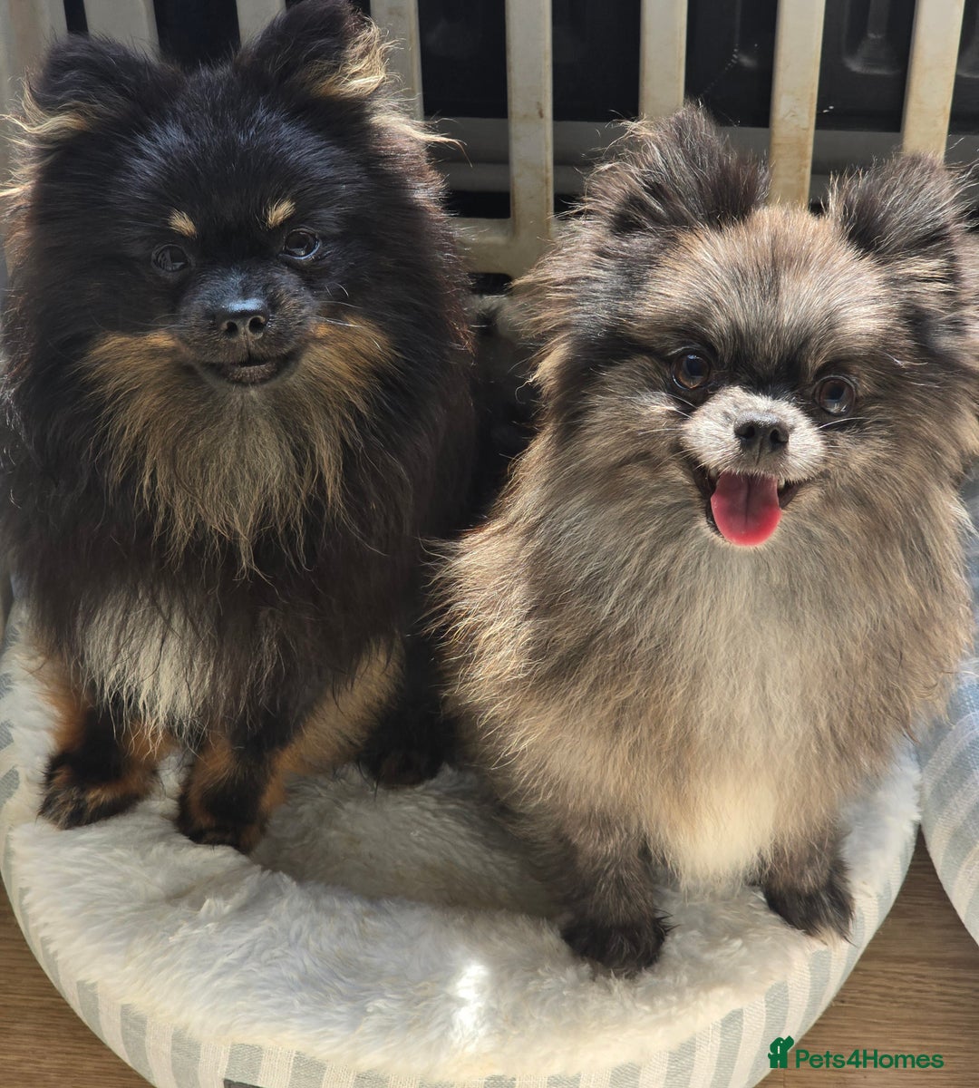Pomeranian dogs for sale: Female merle pom - Advert 5