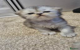 Persian cats for sale: Beautiful Persian kittens - Image 8