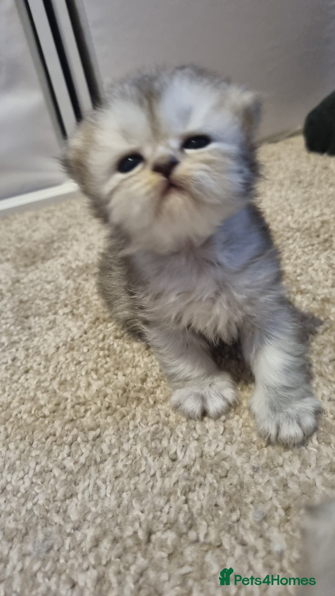 Persian cats for sale: Beautiful Persian kittens - Image 8