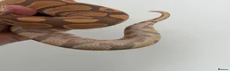 Python Snake reptiles for sale: Ultramel Royal Python with Vivarium - Advert 5