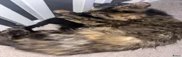 Mixed Breed cats for sale: Beautiful Kittens Ready for Loving Homes - Advert 6