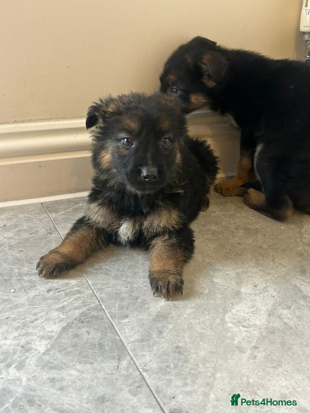 German Shepherd dogs for sale: German shepherd puppies for sale  - Advert 8