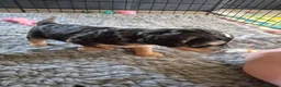 Cockapoo dogs for sale: 🐾 Beautiful F1 Cockapoo Puppies 🐾  - Advert 12
