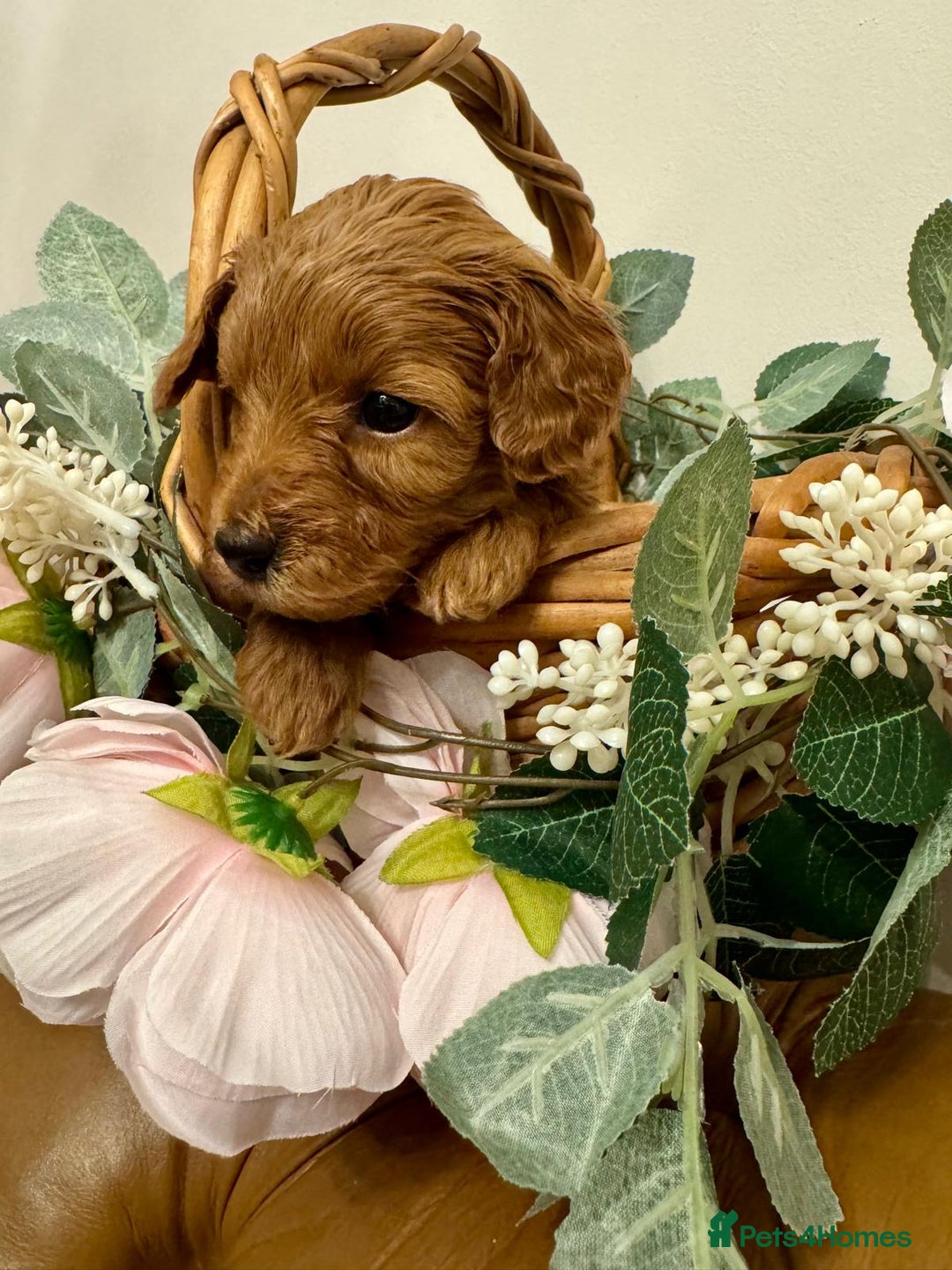 Cockapoo dogs for sale: Beautiful Cockapoo Puppies for Sale ✨🐾 - Advert 19