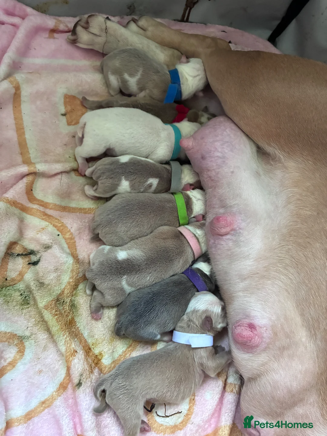 Mixed Breed dogs for sale: Olde English bulldog cross puppies - Advert 1