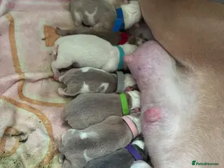 Mixed Breed dogs Olde English bulldog cross puppies - Advert 1