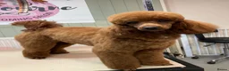 Miniature Poodle dogs for sale: KC Registered Deep Red Miniature Poodle Puppies in Ashbourne - Advert 2