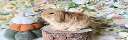 Mini Lop rabbits for sale: Mini lop babies  - Advert 7