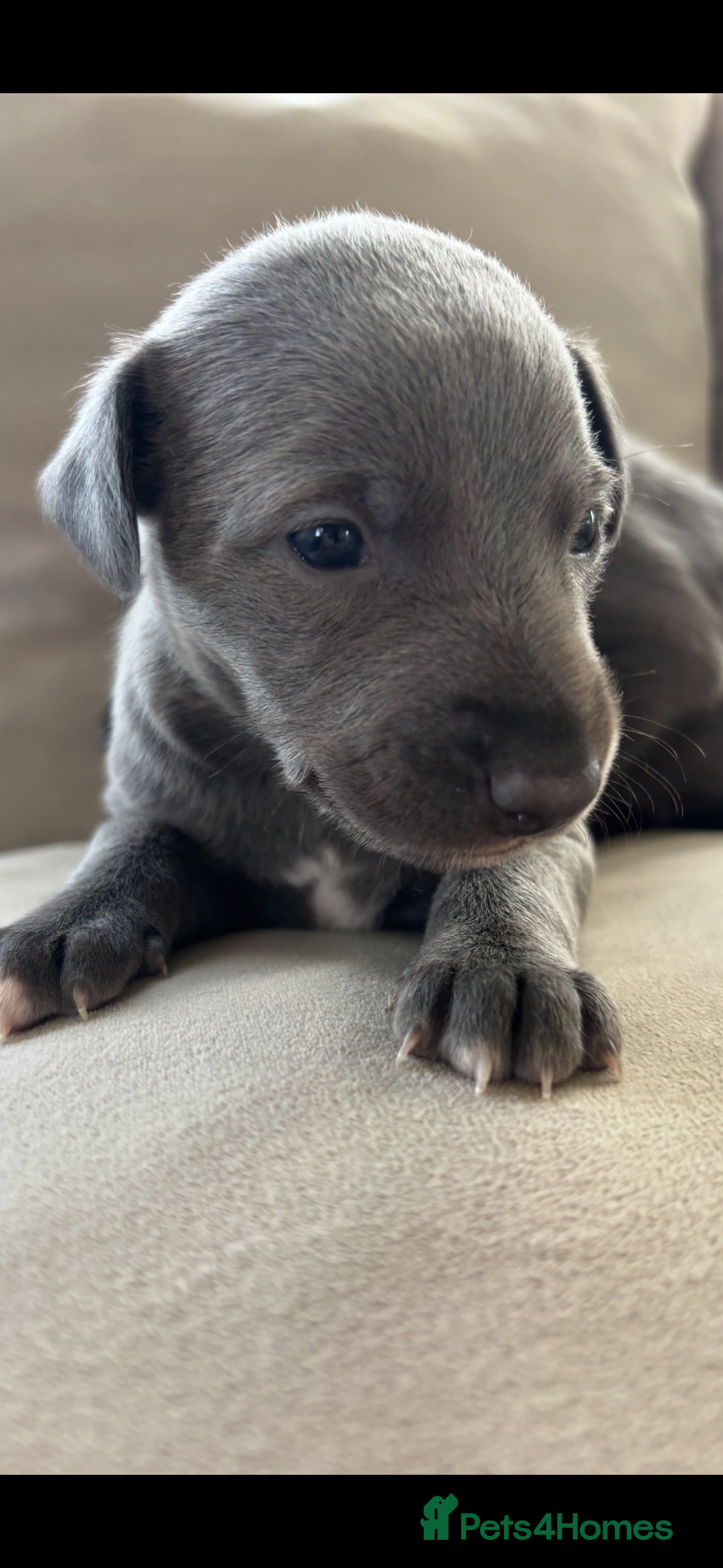 Whippet dogs for sale: Stunning KC registered whippet puppy’s  - Advert 9