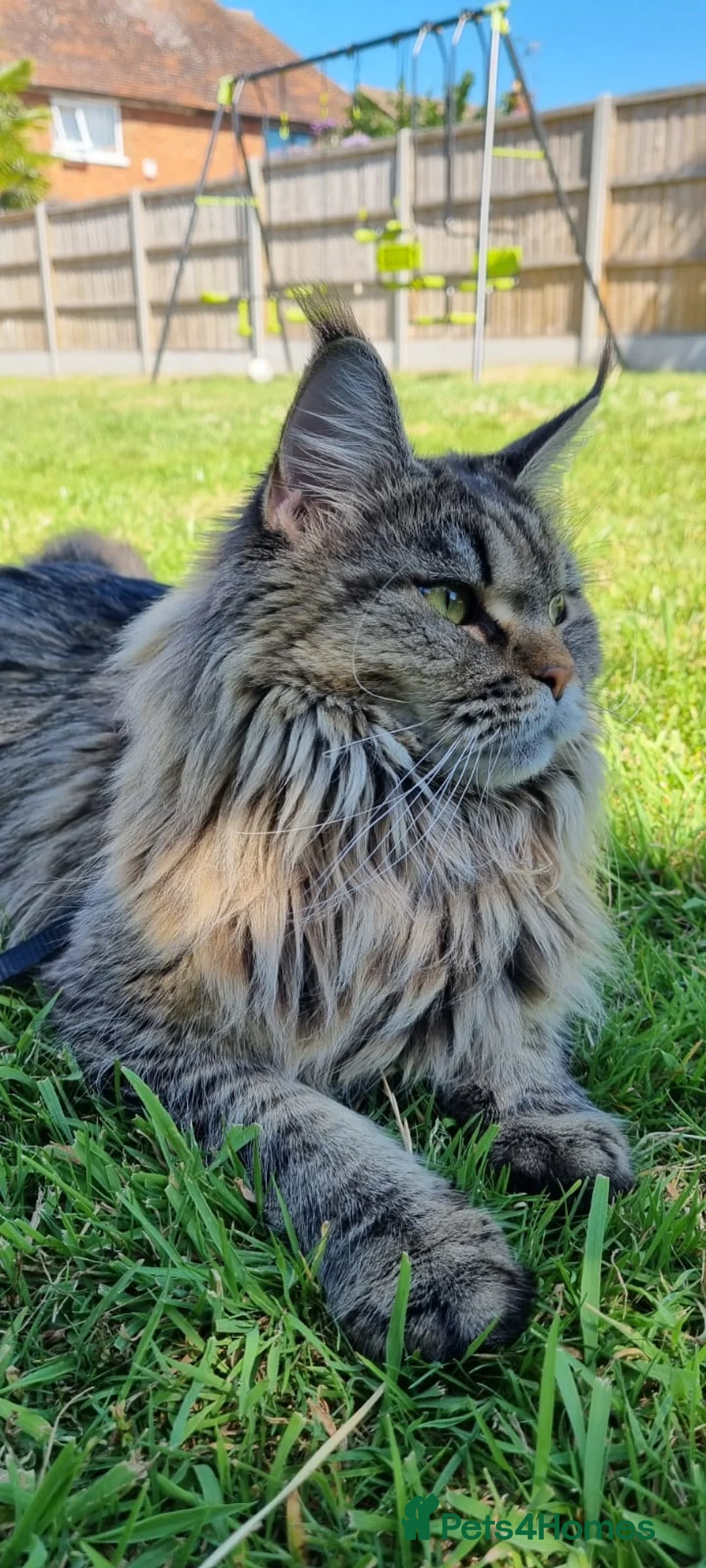 Maine Coon cats for sale: Beautiful Maine Coon Cat Looking for a Loving Home in Harlow - Advert 1