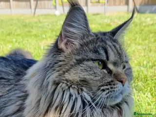 Maine Coon cats Beautiful Maine Coon Cat Looking for a Loving Home in Harlow - Advert 16