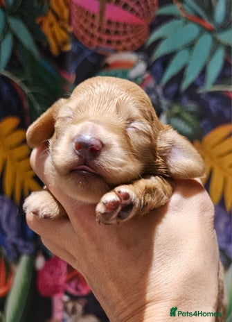 Miniature Dachshund dogs - Advert 12