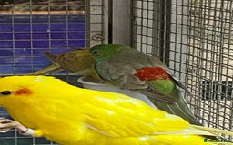 Parrots birds for sale: Available BIRDS/PARAKEETS/PARROTS  - Image 15