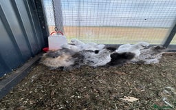 Chickens poultry for sale: Looking to Rehome 9 silkie chicks  2 months old - Image 5