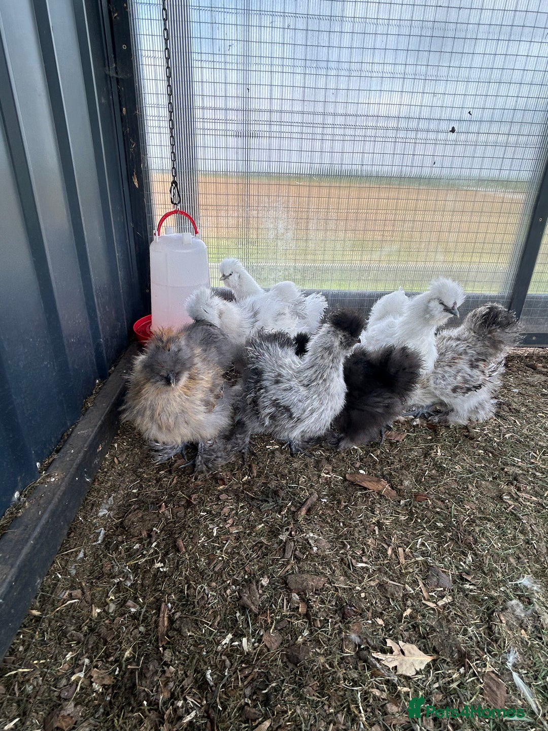 Chickens poultry for sale: Looking to Rehome 9 silkie chicks  2 months old - Image 5