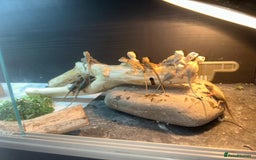 Bearded Dragon reptiles for sale: Bearded dragons  babies  - Image 18