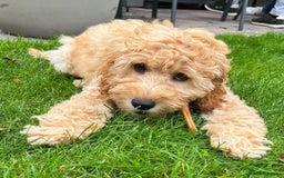 Cockapoo dogs for sale: Beautiful Smart Cockapoo Puppy Ready - Image 2