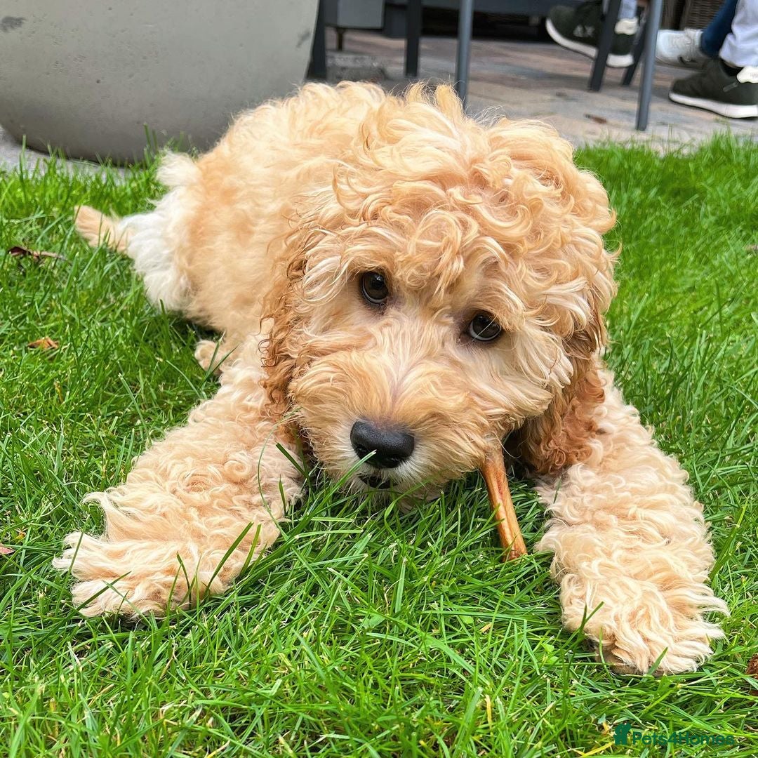 Cockapoo dogs for sale: Beautiful Smart Cockapoo Puppy Ready - Image 2