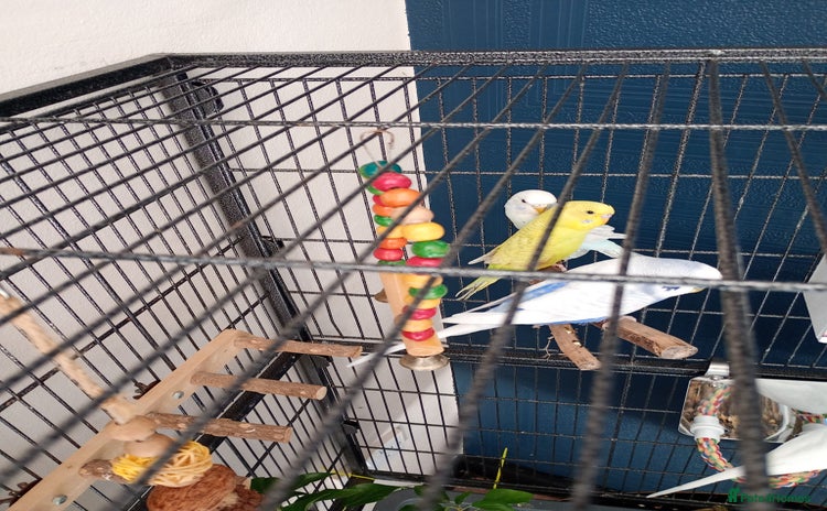Budgerigars birds - Advert 3