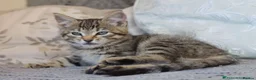 Mixed Breed cats for sale: Loving Tabby Kitten  - Advert 4