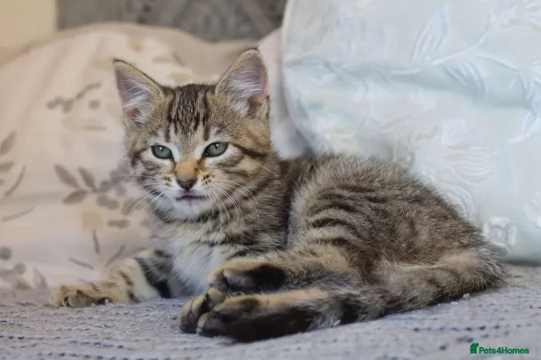 Mixed Breed cats for sale: Loving Tabby Kitten  - Advert 4