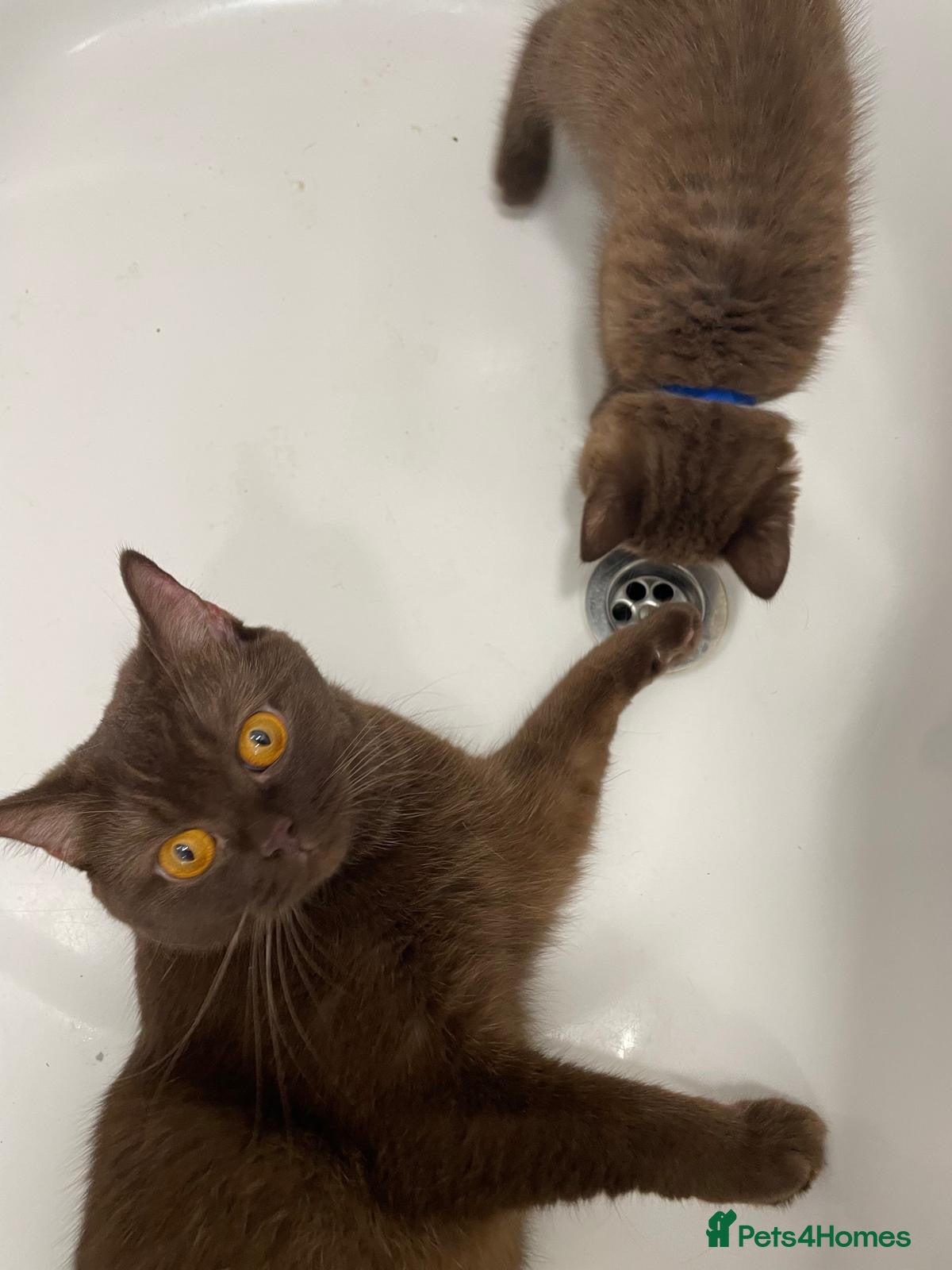 British Shorthair cats for sale: Gorgeous GCCF Chocolate British Shorthair kittens - Advert 13