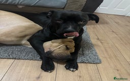 Cane Corso dogs for sale: Cane Corso Puppies for Sale - Image 17