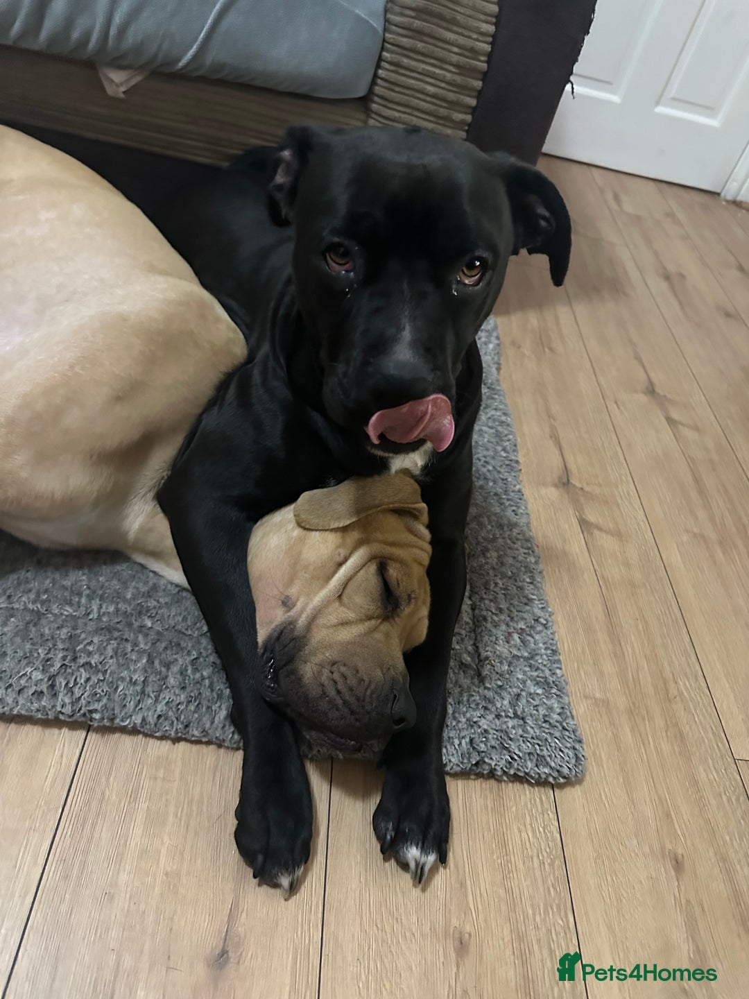 Cane Corso dogs for sale: Cane Corso Puppies for Sale - Image 17
