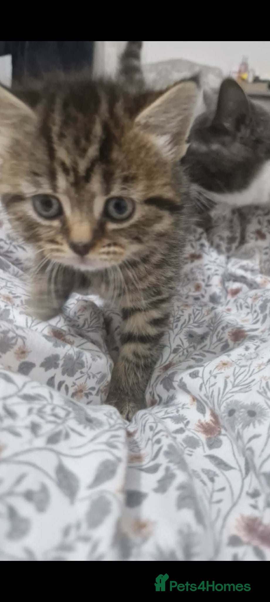 British Shorthair cats British shorthair  - Advert 1