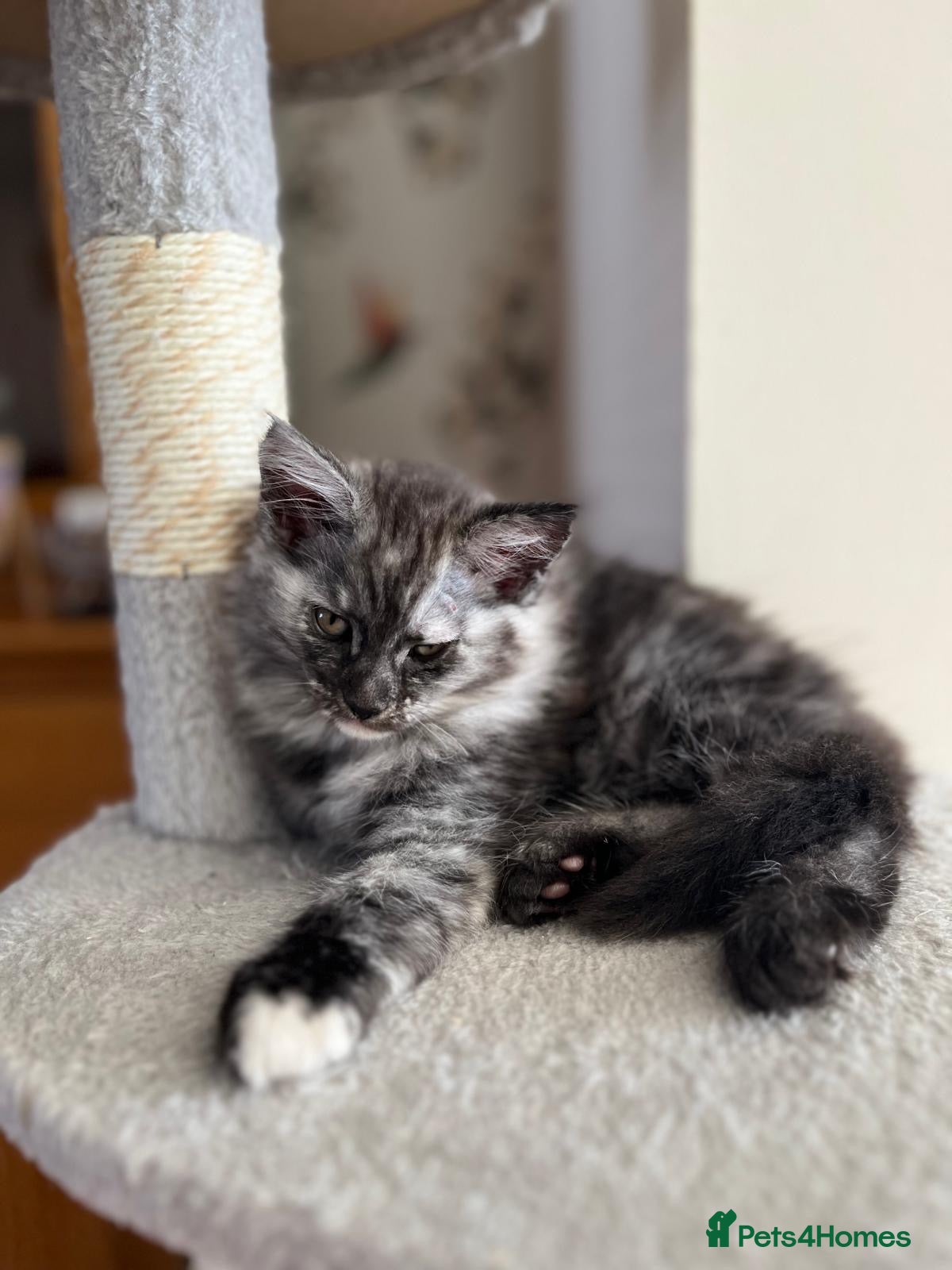 Mixed Breed cats  Mixed Maine coon kitten looking for a loving home - Advert 1