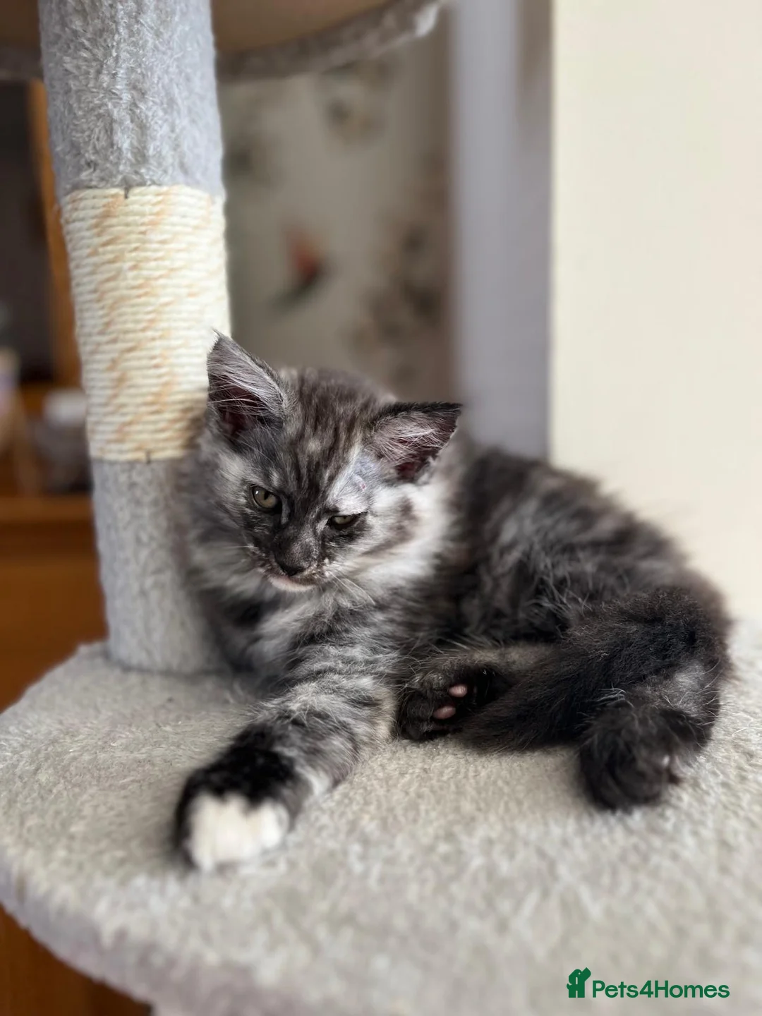 Mixed Breed cats for sale:  Mixed Maine coon kitten looking for a loving home - Advert 1