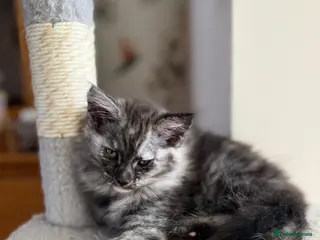 Mixed Breed cats Mixed Maine coon kitten looking for a loving home - Advert 1