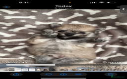 Pomeranian dogs for sale: Pomeranian pups🩵🩷 - Image 30
