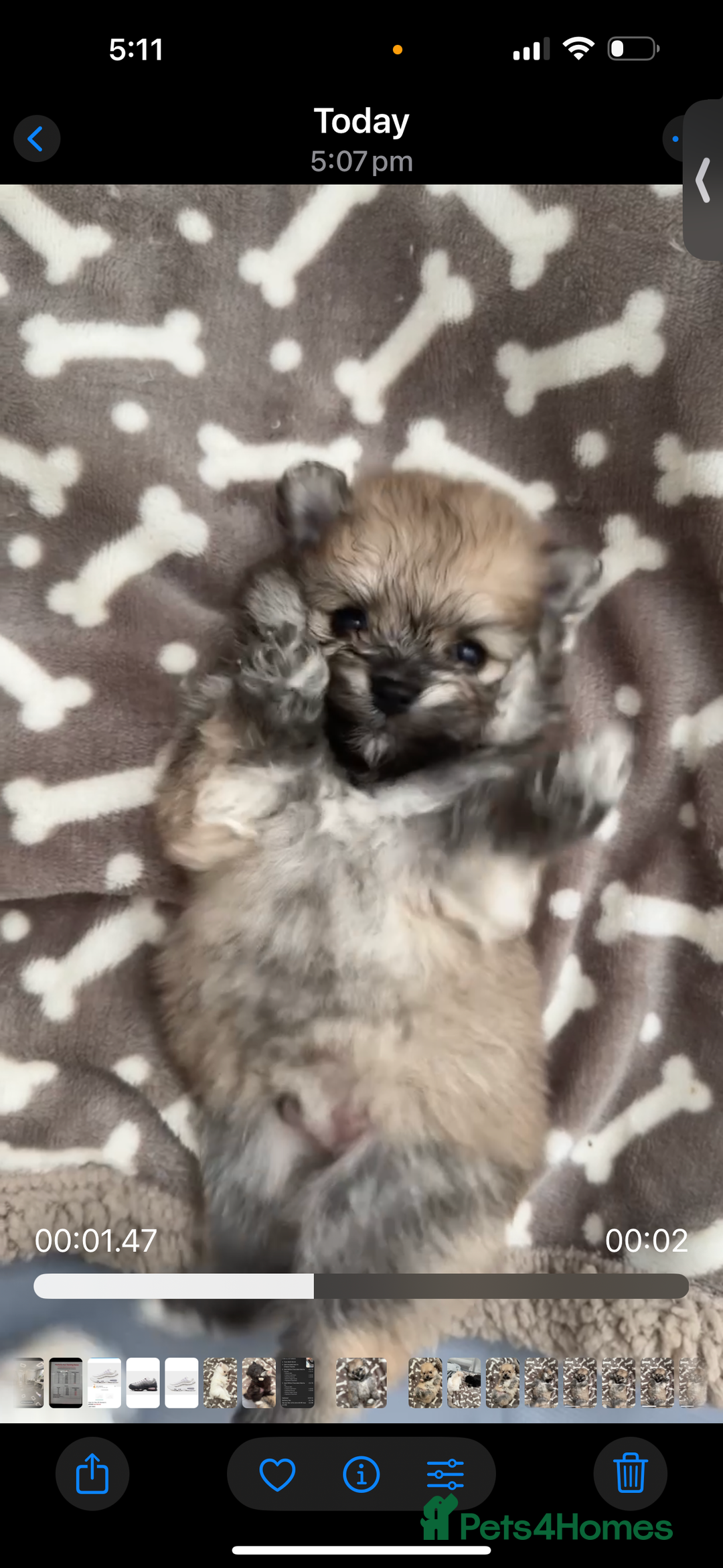 Pomeranian dogs for sale: Pomeranian pups🩵🩷 - Image 30