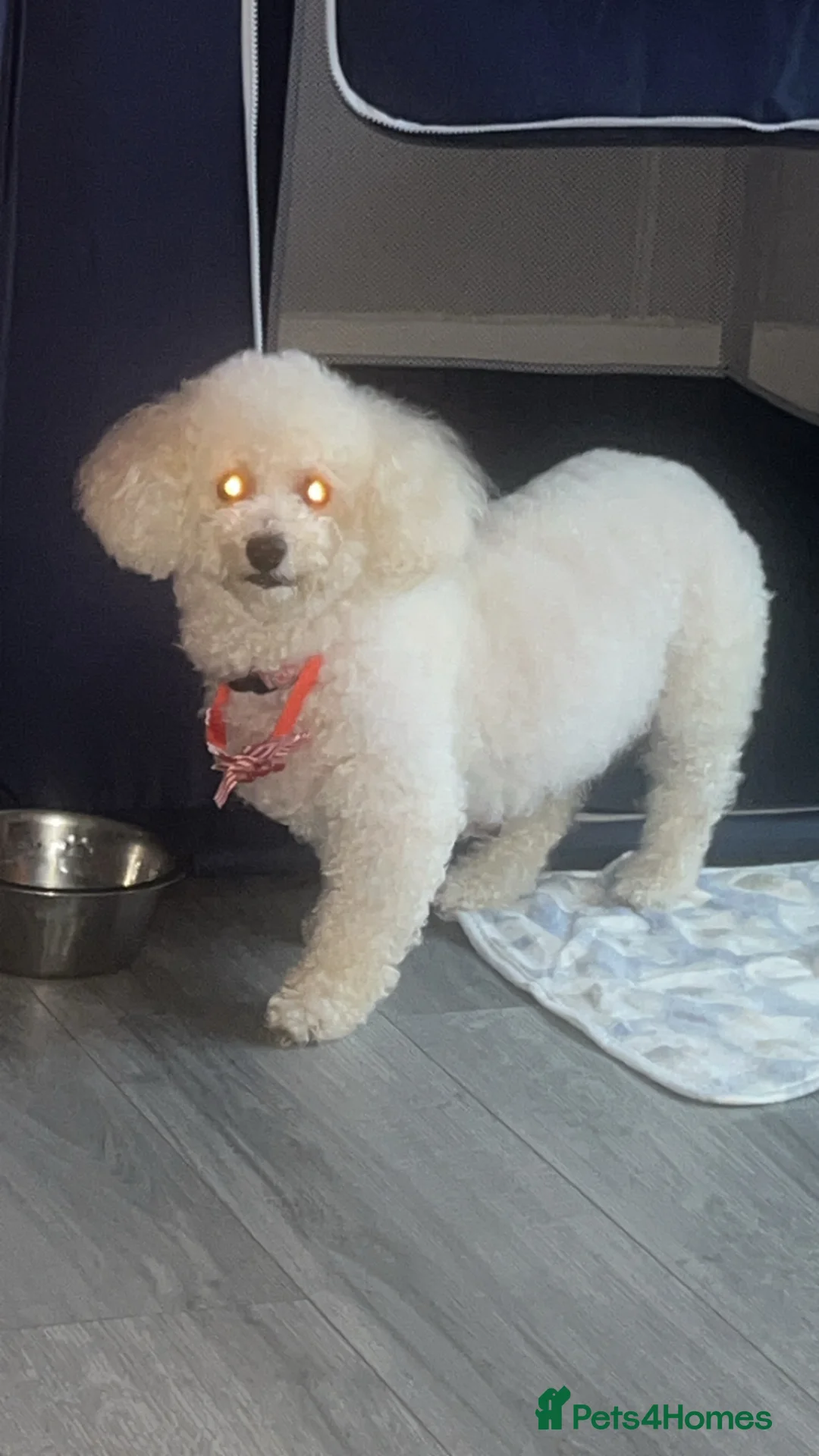 Bichon Frise dogs for sale: Bichon frise girl for sale  - Advert 5