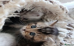 British Shorthair cats for sale: British Shorthair kittens - Image 3