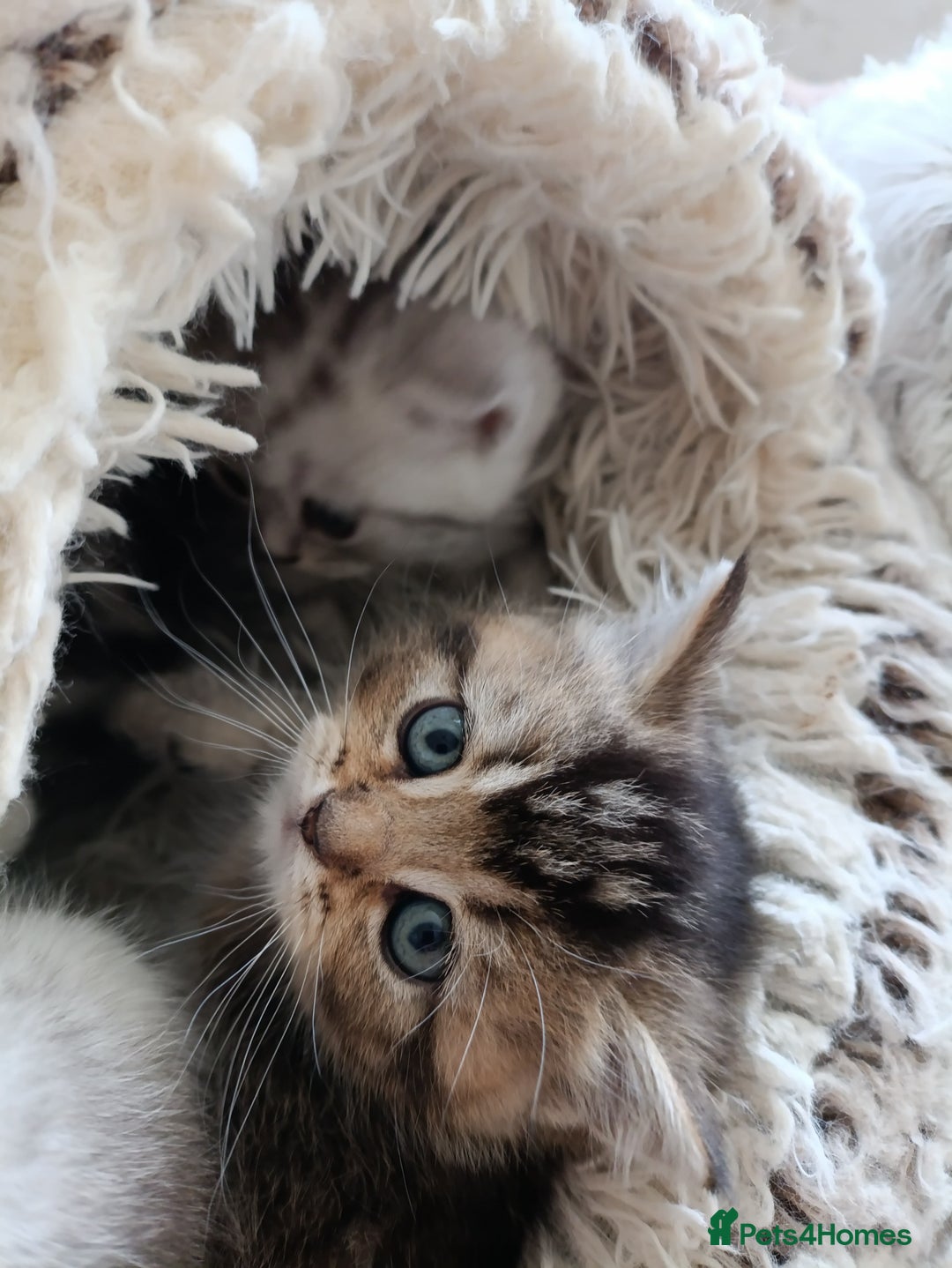 British Shorthair cats for sale: British Shorthair kittens - Image 3