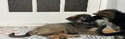 German Shepherd dogs for sale: Pure German Shepherd puppies  - Advert 10