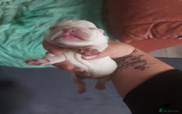 French Bulldog dogs for sale: 3 males left  - Image 2