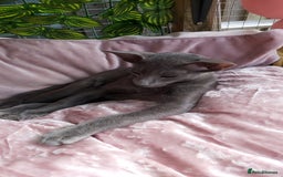 Oriental cats for sale: Full Pedigree Oriental 1 Kitten XL size ears GCCF in Biggleswade - Image 9