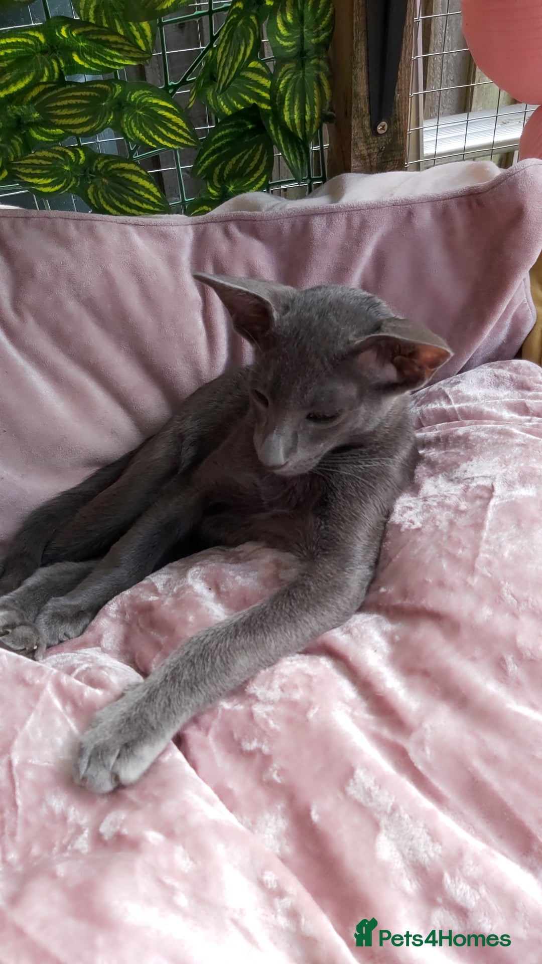 Oriental cats for sale: Full Pedigree Oriental 1 Kitten XL size ears GCCF in Biggleswade - Image 9