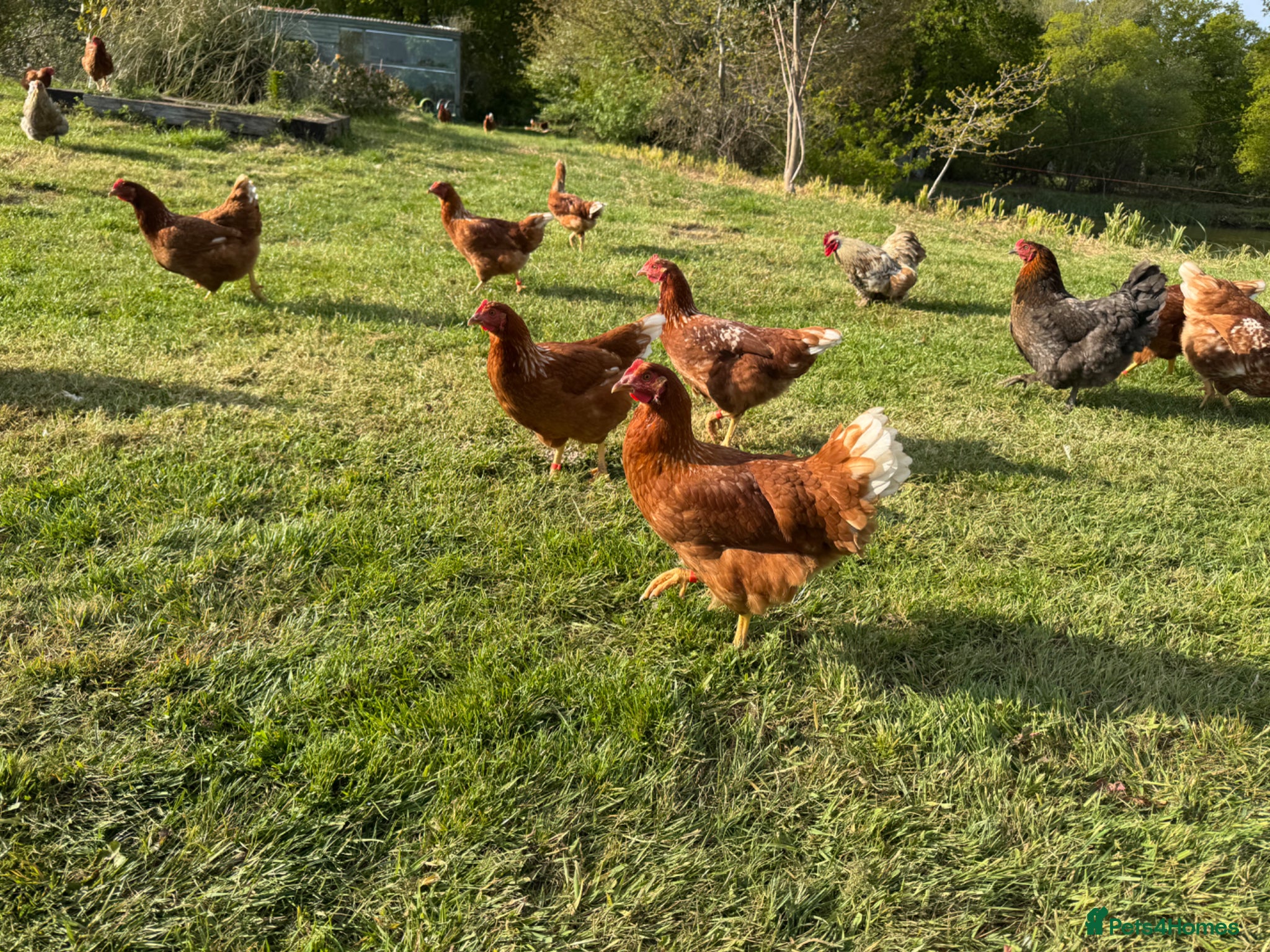 Chickens poultry POL Warren hens for sale  - Advert 19